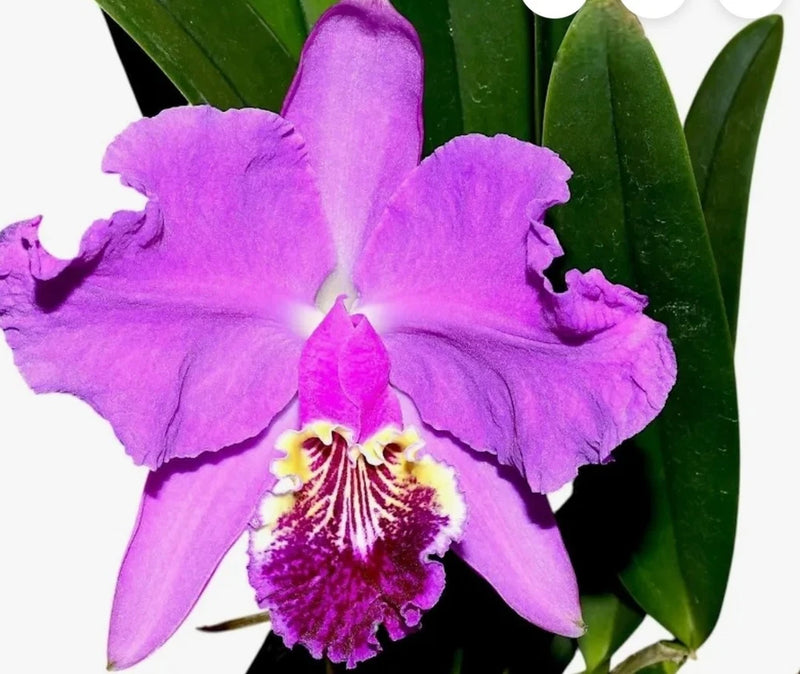 Purple blooming orchid flower with ruffled petals and green leaves