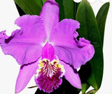In spike Cattleya Lueddemanniana Rombito x 013 Live Blooming size orchid plant Orchids