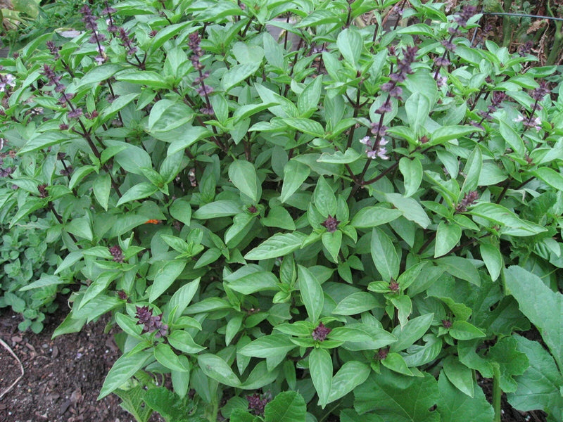 Spicy basil plant with green leaves and purple flower spikes