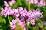 50 MILK VETCH Astragalus Sinicus Pink Purple Flower Ground Cover Legume Seeds Flowering Plants