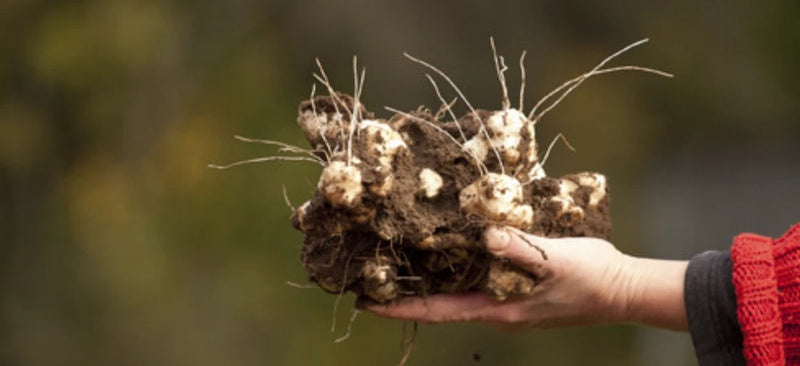 Jerusalem Artichokes tubers SunchokesÊ 10 tubers freshly dugÊplant or eat Flowering Plants