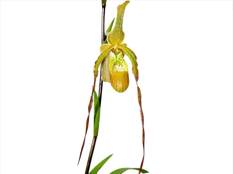 Dramatic Phragmipedium orchid flower with green stem, yellow petals, dangling red-brown sepals