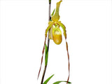 Phragmipedium Rina Soto (roethianum X caudatum) Dramatic Orchid Hybrid BS 4Ó Pot Orchids