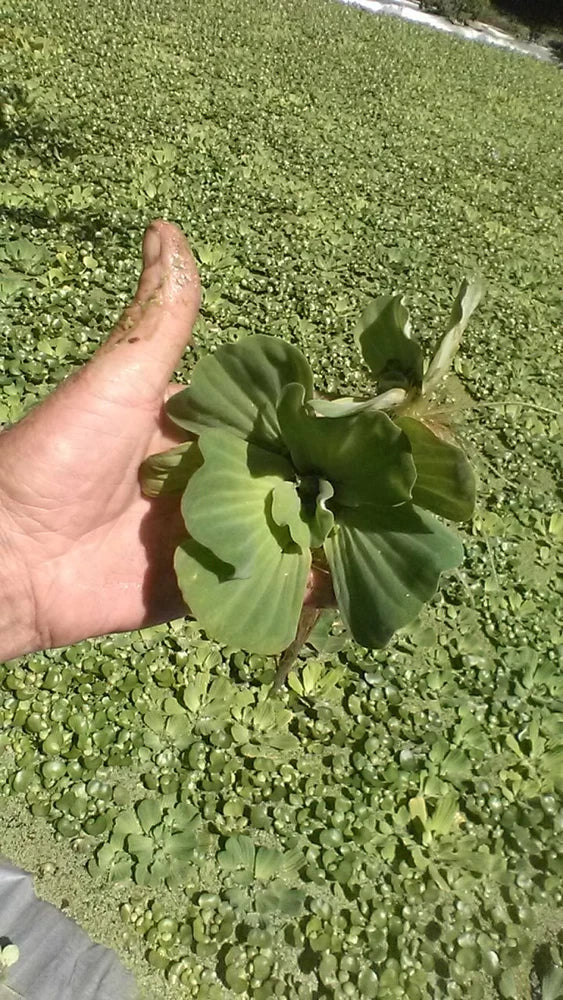 Green water lettuce plant with broad ruffled leaves