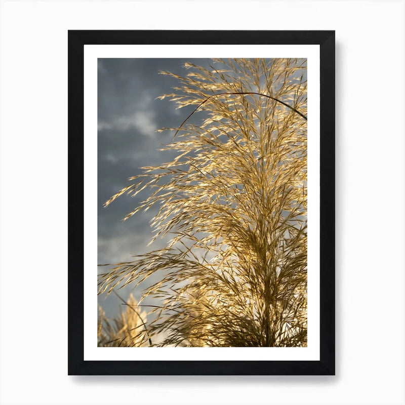 Golden pampas grass and cloudy sky  Framed Wall Art Poster Canvas Print Picture Pampas Grass