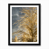 Golden pampas grass and cloudy sky  Framed Wall Art Poster Canvas Print Picture Pampas Grass