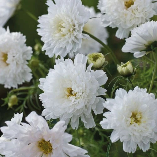 200+ Double Click Snow Puff Cosmos Seeds for Garden - USA - FREE SHIPPING! Garden Plants