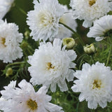 200+ Double Click Snow Puff Cosmos Seeds for Garden - USA - FREE SHIPPING! Garden Plants