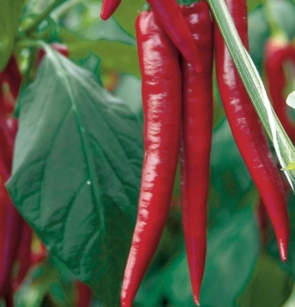 HOT THAI PEPPER SEEDS 30+ ASIAN vegetable GARDEN spicy CAPSICUM FREE SHIPPING Garden Plants