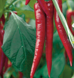 HOT THAI PEPPER SEEDS 30+ ASIAN vegetable GARDEN spicy CAPSICUM FREE SHIPPING Garden Plants