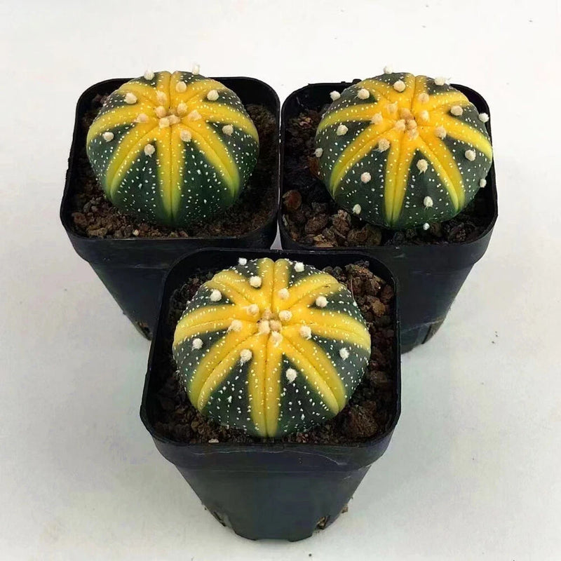 Three variegated Astrophytum cactus plants in small black plastic pots, yellow-green ribs