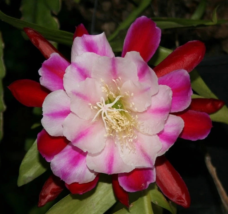 Orchid cactus flower with pink and red petals and pale yellow center stamens