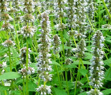 ANISE HYSSOP SNOW WHITE SPIKE Agastache Foeniculum - 20 Seeds Garden Plants