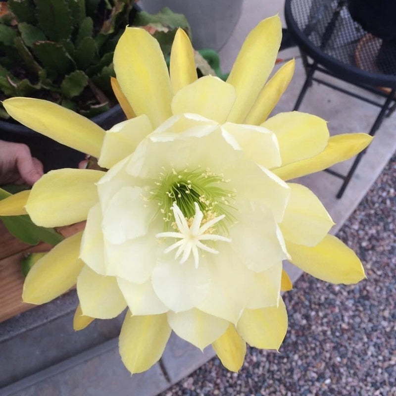 Orchid cactus cutting with large pale yellow and cream blossoms