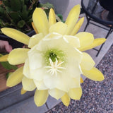 Elegant Zaffaran white/yellow Epiphylium orchid cactus cuttings. Free shipping Orchids