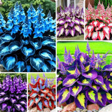Hosta Shade Garden Seeds 210PcsÐ Decorative Foliage Plants Ð Ideal for Gifts, La Garden Plants