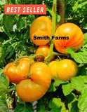 50+ Seeds Dwarf Confetti Tomato Easy Vegetable Garden Planting Edible Garden Plants