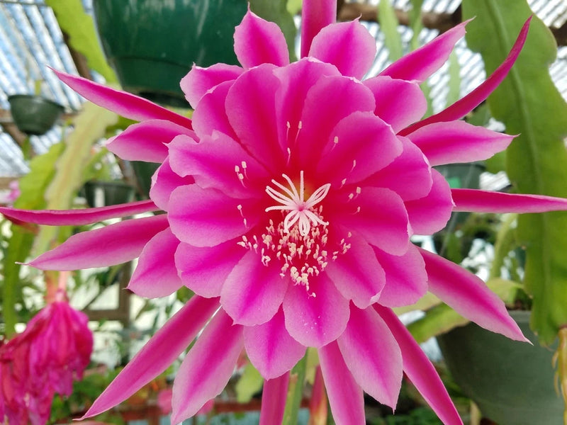 Pink Epiphyllum orchid cactus flower with layered petals and pink stamens