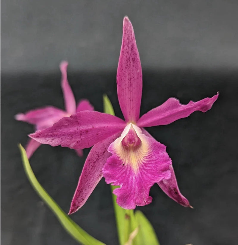 Pink orchid flower with five petals and yellow center