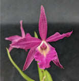 Bct. Playa Carupano Orchids