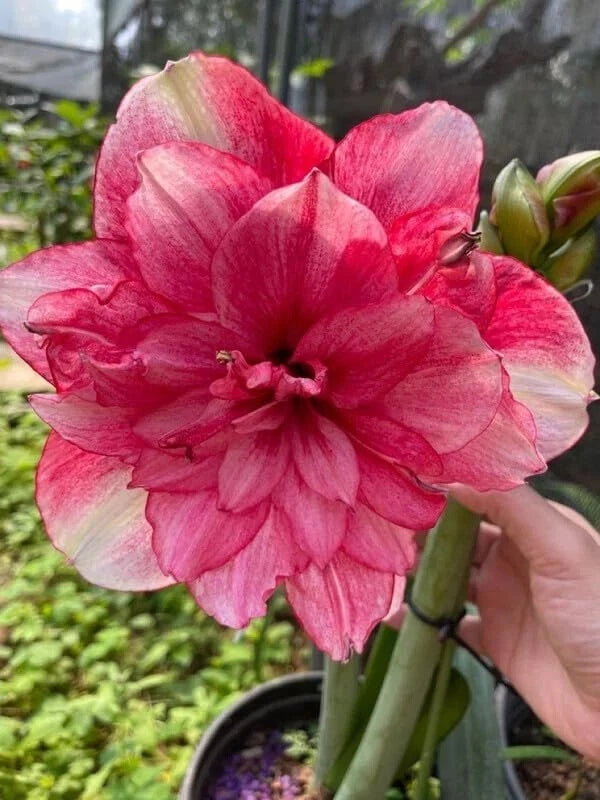 Double amaryllis lily flower with pink double petals and green bud