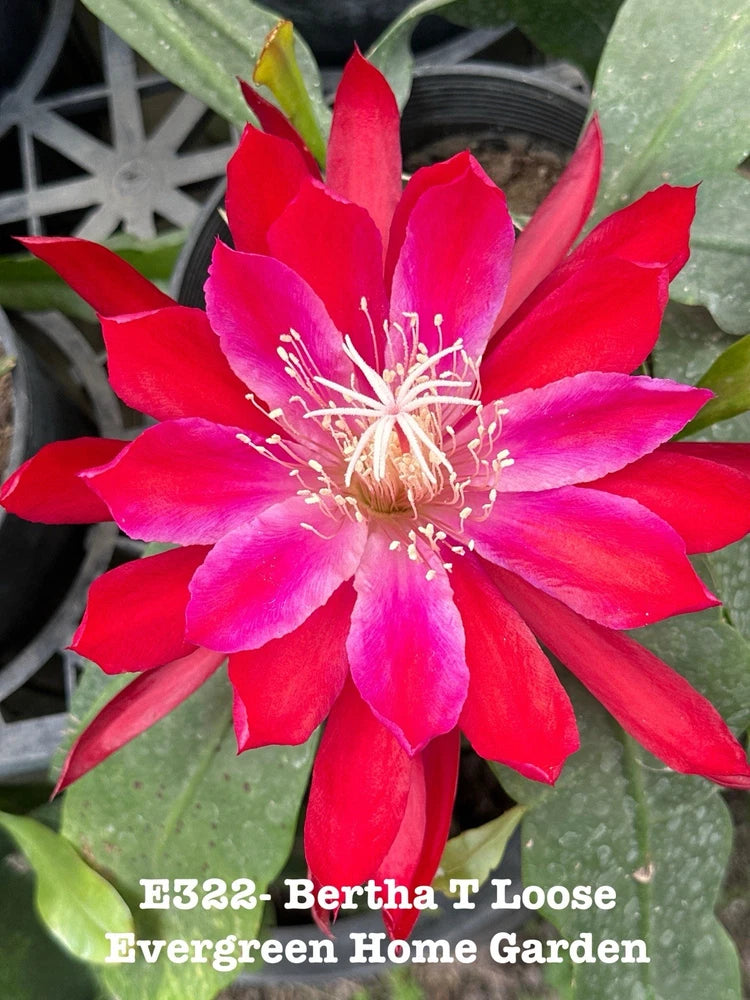 Epiphyllum orchid cactus in small pot, with vivid red-pink flower and green pads