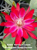 Rooted Epiphyllum Orchid Cactus ÒBertha T LooseÓGrowing In 4Ó Starter Pot. Orchids