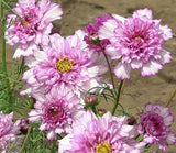 200+ Double Click Rose Bon Bon Cosmos Seeds for Garden - USA - FREE SHIPPING! Garden Plants