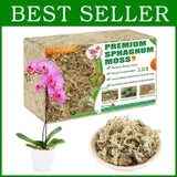 Pink orchid in white pot with dried sphagnum moss in tray
