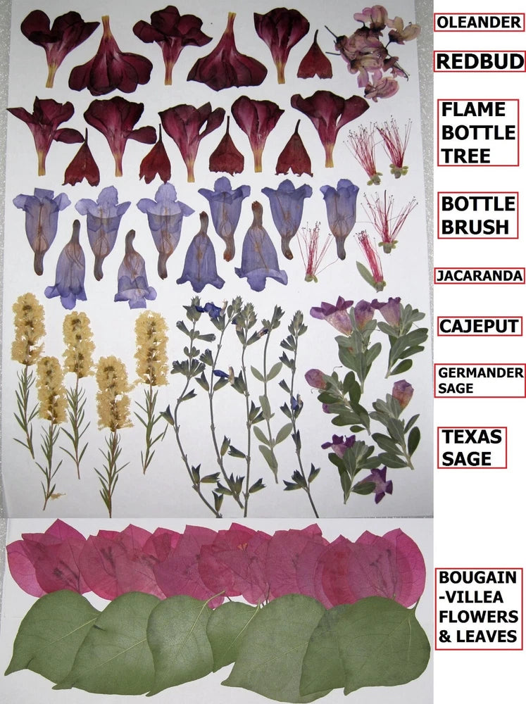 73 PCS Pressed Flat Dried Flowers Redbud Sage Cajeput Jacaranda Oleander Bougain Dried Flower