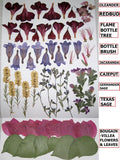 73 PCS Pressed Flat Dried Flowers Redbud Sage Cajeput Jacaranda Oleander Bougain Dried Flower