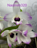 Dendrobium Nobile Love Memory ÔFizzÕ Fragrant  In Multi Flower Orchids