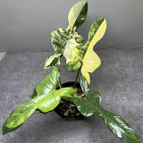 Philodendron Violin Variegated Ornamental Plant Green Plant