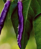 PURPLE CAYENNE PEPPER SEEDS 50+ hot SPiCY garden VEGETABLE FREE SHIPPING Garden Plants