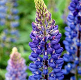 20 SEEDS violet blue LUPINE lupin flower exotic bush garden bed plant USA Seller Garden Plants