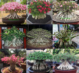 New! Adenium Arabicum  " Mixed 9 TYPES " 505 Seeds RARE!! Flowering Plants