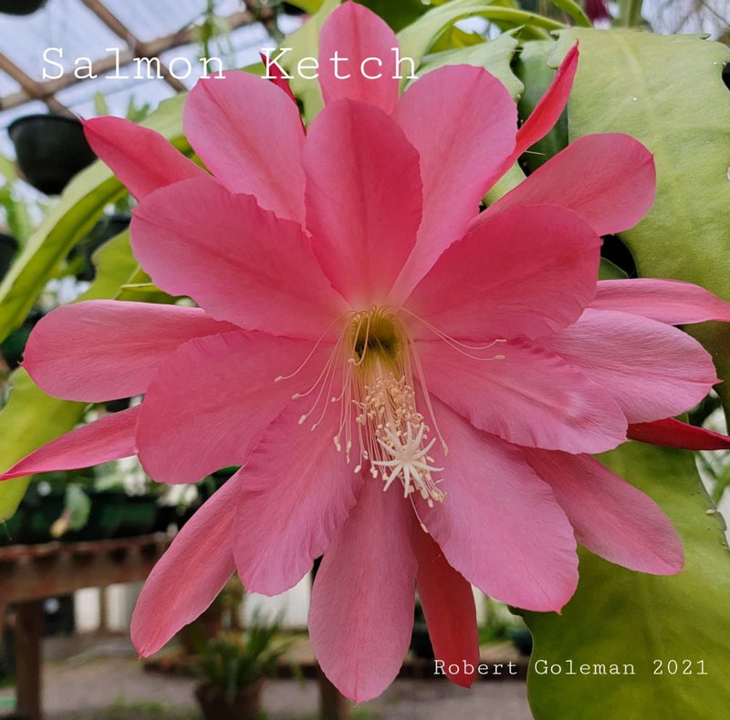 Salmon-pink Epiphyllum orchid cactus flower with long stamens and petals