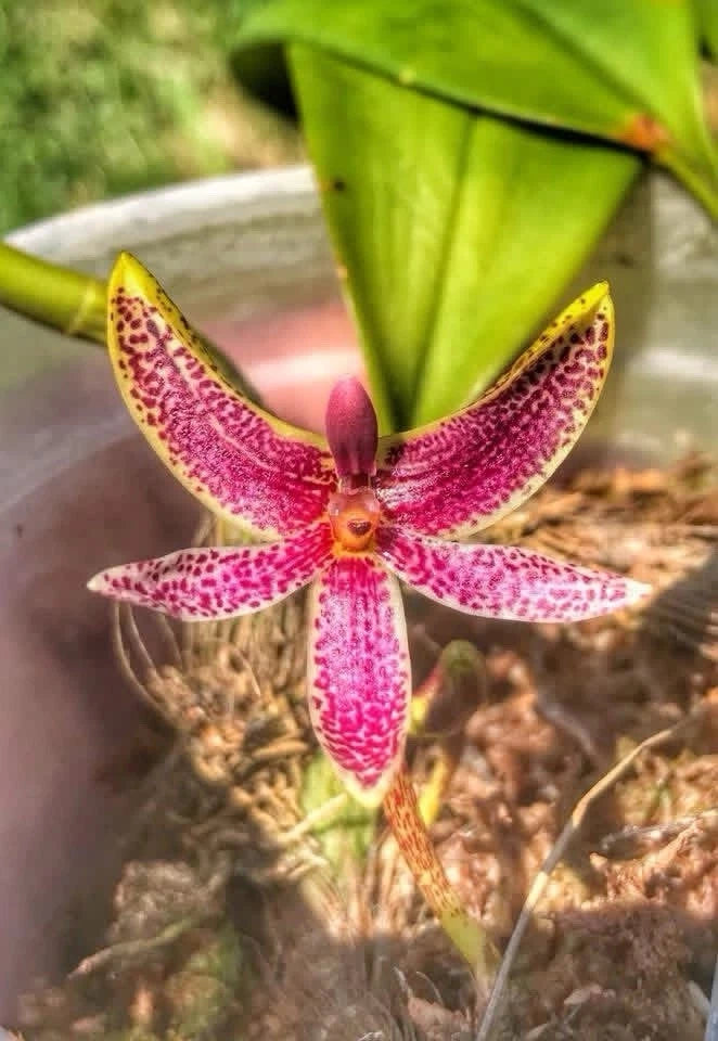 Bulbophyllum patens species orchid with five pink and purple-speckled petals