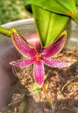 Bulbophyllum patens Species Orchid Plant Orchids
