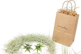 Gift Wrapped 10 Pack Grab Bag Air Plants with Spanish Moss - Plant Gifts Green Plant
