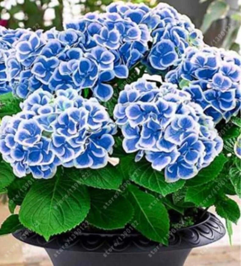 20 SEEDS for Navy Blue/white HYDRANGEA RARE flower exotic bush plant USA Seller Hydrangea