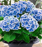 20 SEEDS for Navy Blue/white HYDRANGEA RARE flower exotic bush plant USA Seller Hydrangea