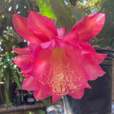 25+ FRESH SEEDS Epiphyllum Orchid Cactus MYSTERIAN x SLIGHTLY SASSY free ship Orchids