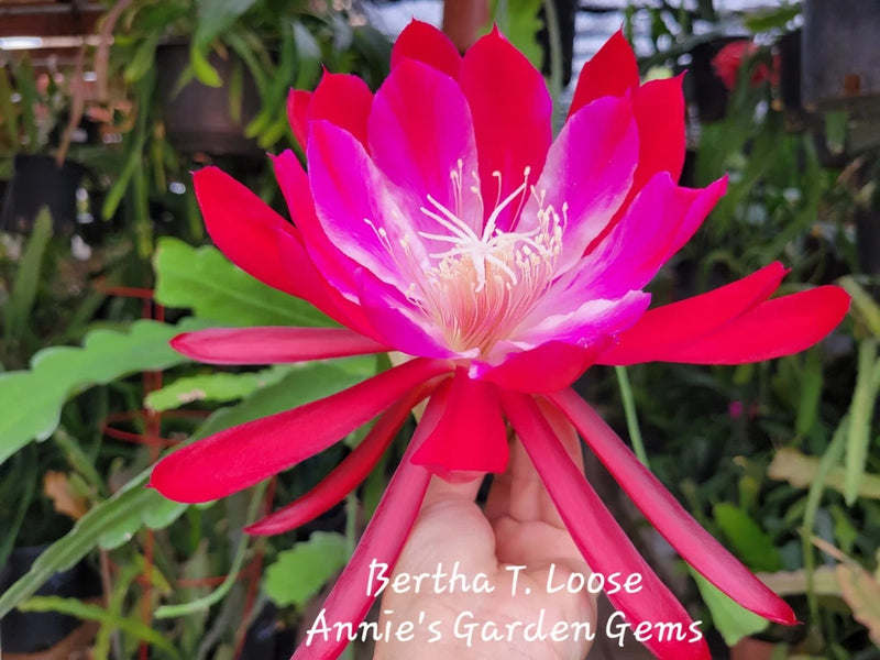 Epiphyllum orchid cutting with bright pink star-shaped flower
