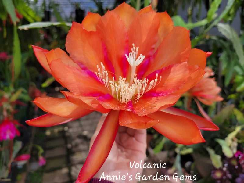 Orange orchid cactus flower with layered petals and white stamens