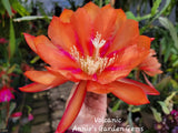 Epiphyllum Volcanic Unrooted Cuttings / 8 to 10 inches long / Orchid Cactus Orchids