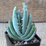 D6565 ALOE PEGLERAE pot5-H8-W5,5 cm MaMa Cactus Green Plant