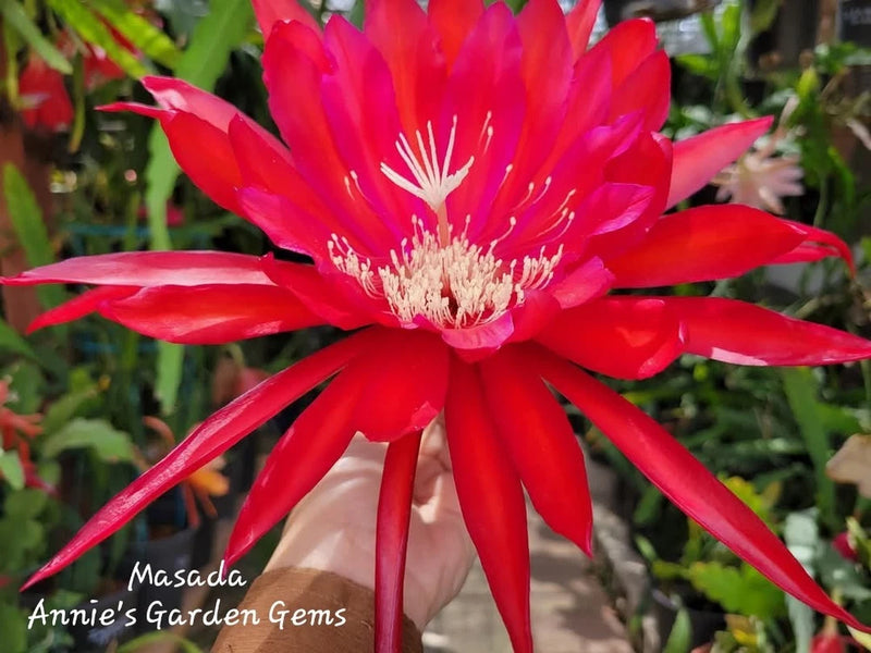 Orchid cactus flower with bright red, many-petal blooms and pale center stamens
