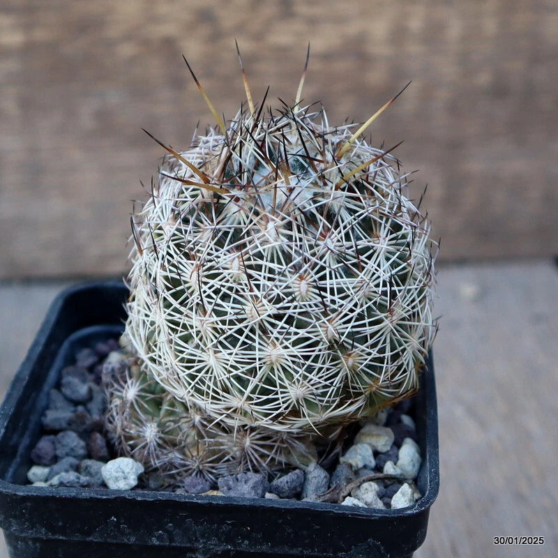 Round green cactus in black pot with dense white spines and pebble top-dressing