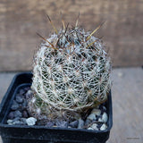 A1692 CORYPHANTHA SP. EIJDO DOLORES MONSTER pot7-H8-W6 cm MaMa Cactus Green Plant